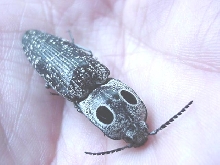 Giant Click Beetle