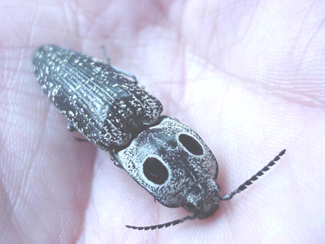 Giant Click Beetle