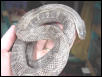 Gray x Leucistic Texas ratsnake