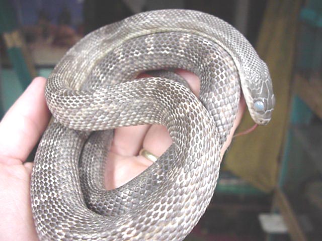 Gray x Leucistic Texas ratsnake