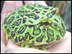 Horned frog