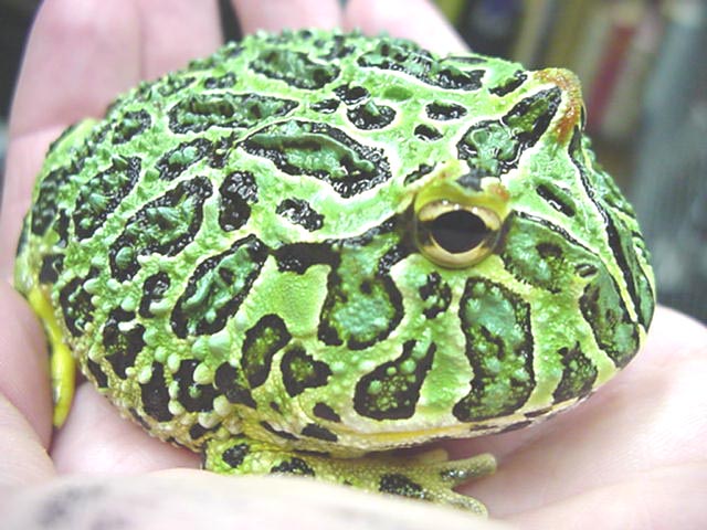 Horned frog