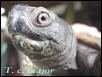 Male Gulf Coast Box turtle
