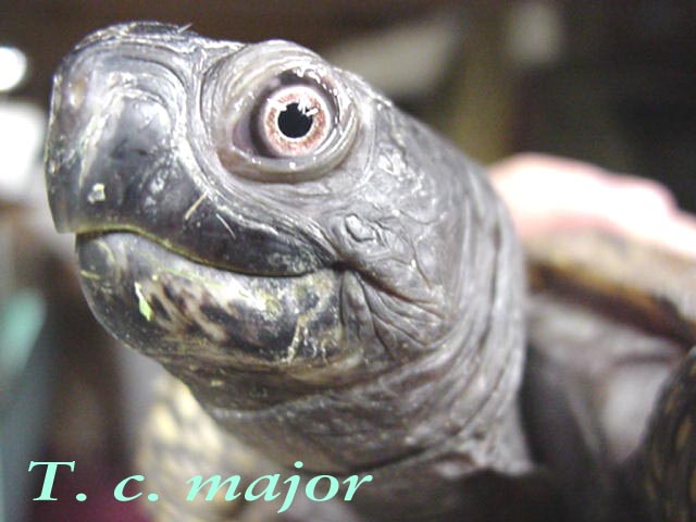 Male Gulf Coast Box turtle