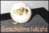 Hatching Spurred tortoise