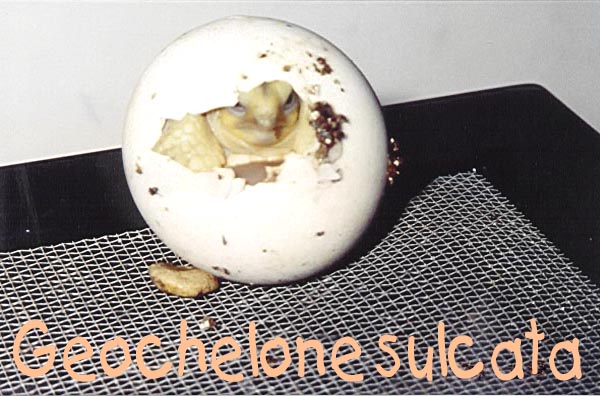 Hatching Spurred tortoise