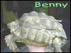 African Spurred tortoise