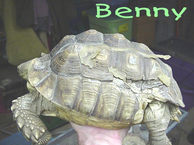 African Spurred tortoise