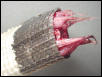 Iguana tail seperation
