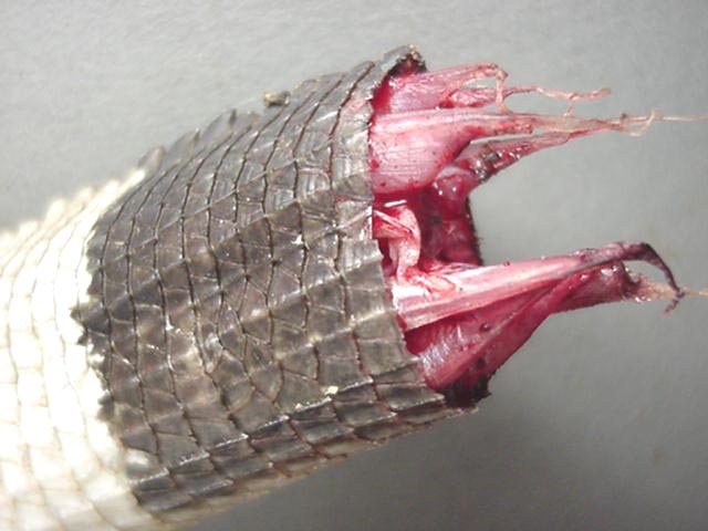 Iguana tail seperation