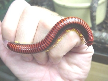 Red Millipede