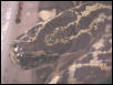 Yellow Anaconda