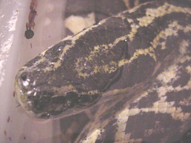 Yellow Anaconda