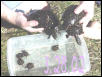 Many Spots