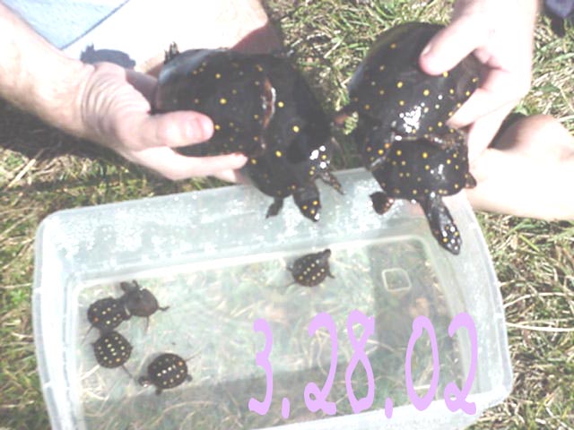 Many Spots