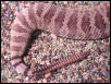 Mojave Tail