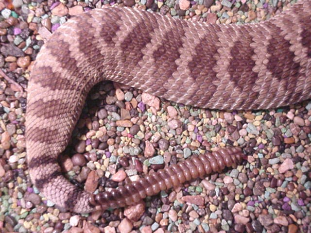 Mojave Tail