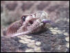 Mojave Rattlesnake