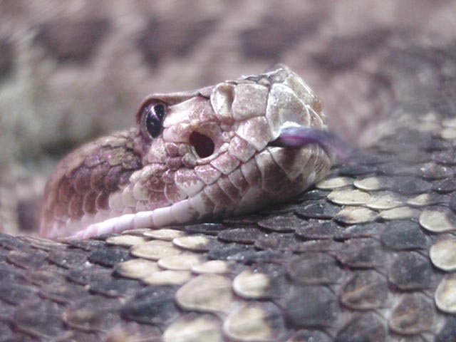 Mojave Rattlesnake