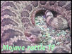 Mojave Rattlesnake