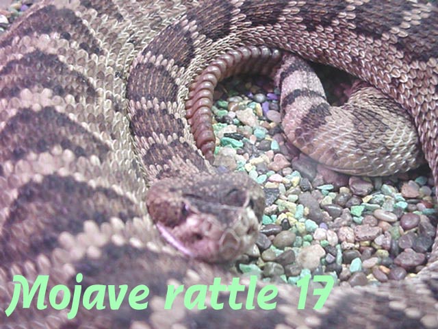 Mojave Rattlesnake