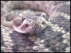 Mojave rattlesnake