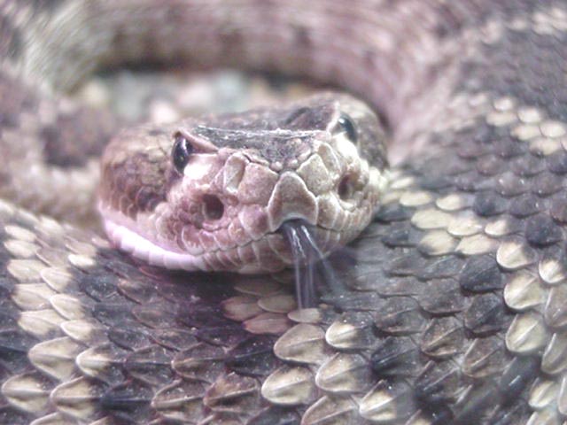 Mojave rattlesnake