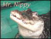 American Alligator