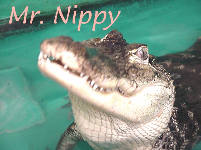 American Alligator