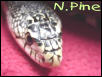 Northern Pine snake