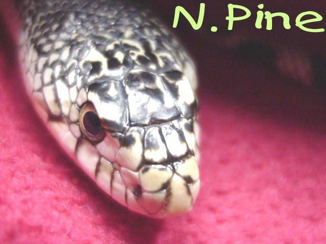Northern Pine snake