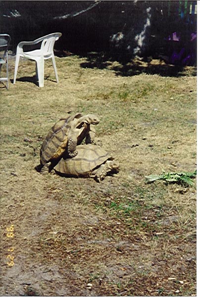 Breeding tortoises