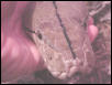 Reticulated Python