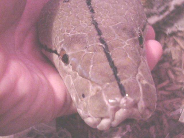 Reticulated Python