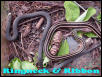 Ringneck and Ribbon