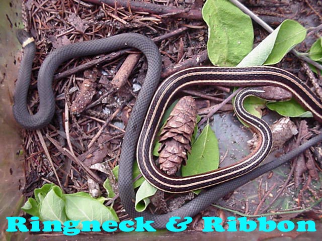 Ringneck and Ribbon