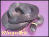 Ringneck snake