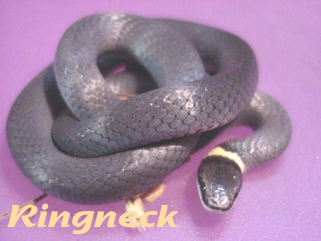 Ringneck snake