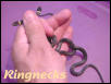 The Ringneck snake