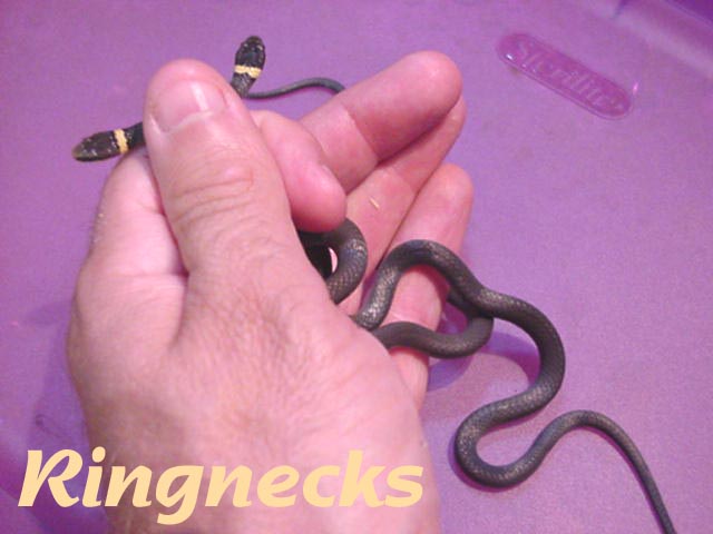 The Ringneck snake