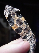 Rose colored Eastern hognose