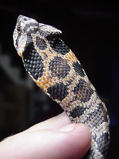 Rose colored Eastern hognose