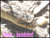 Simus headshot