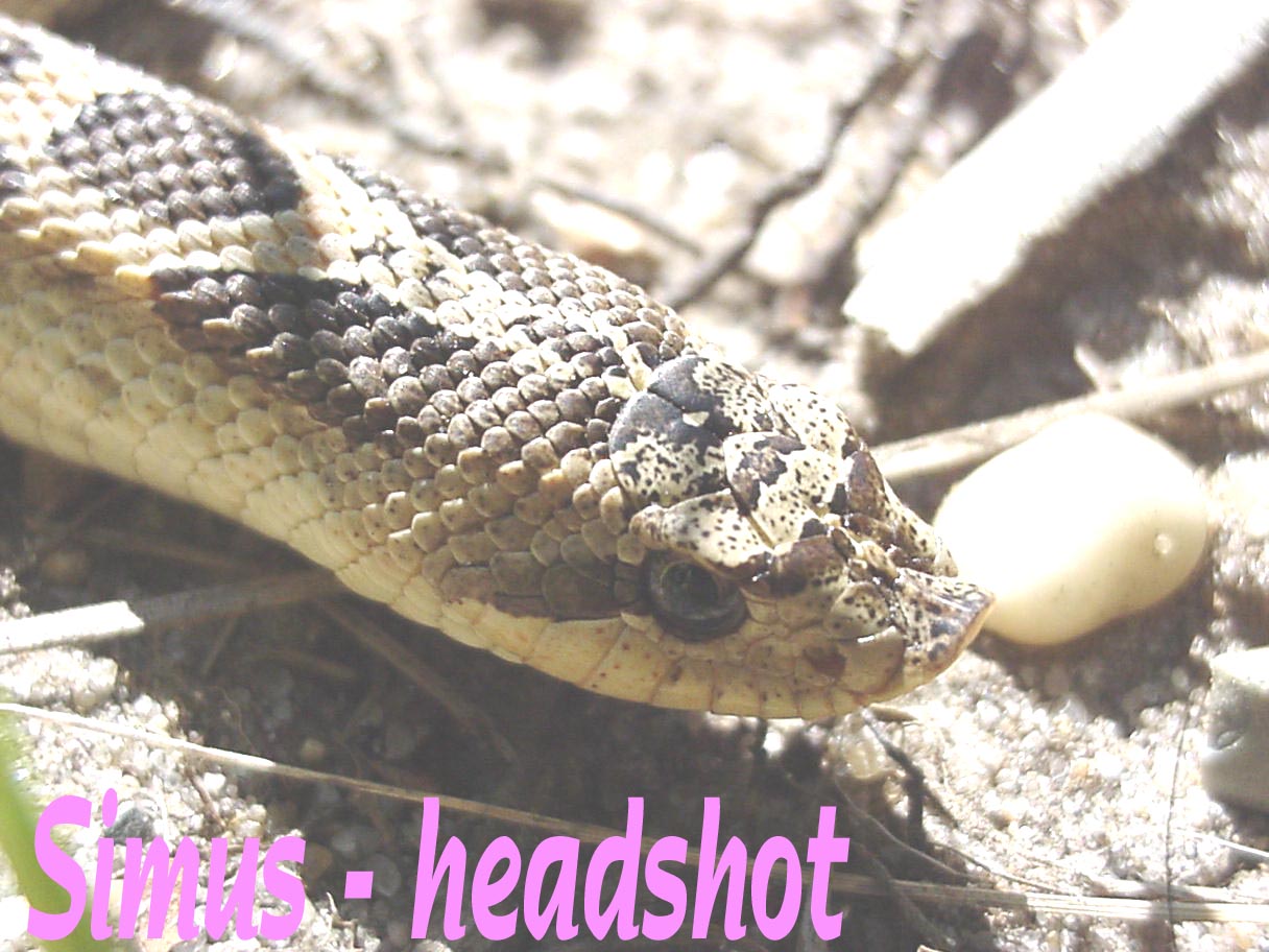 Simus headshot