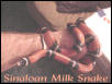 Sinaloan Milksnake