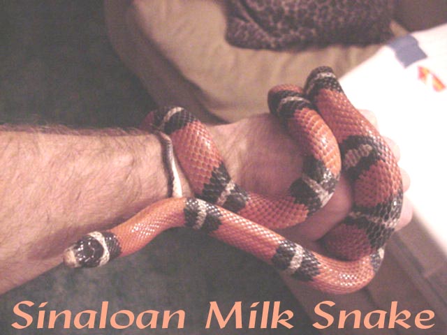 Sinaloan Milksnake