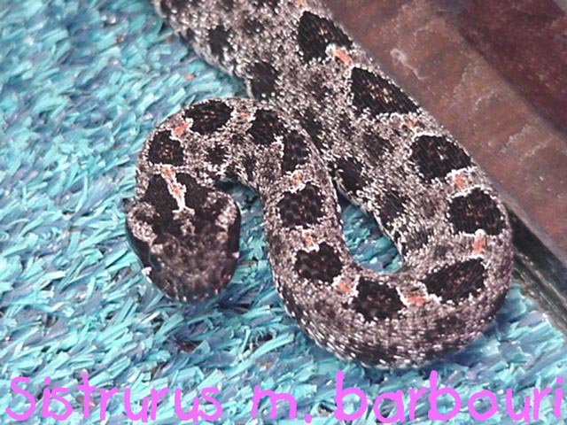 A m. b