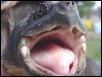 Snapper bite