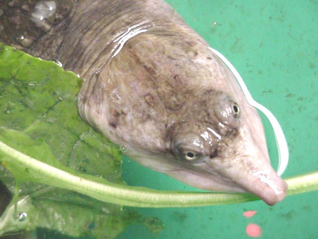 Florida softshell
