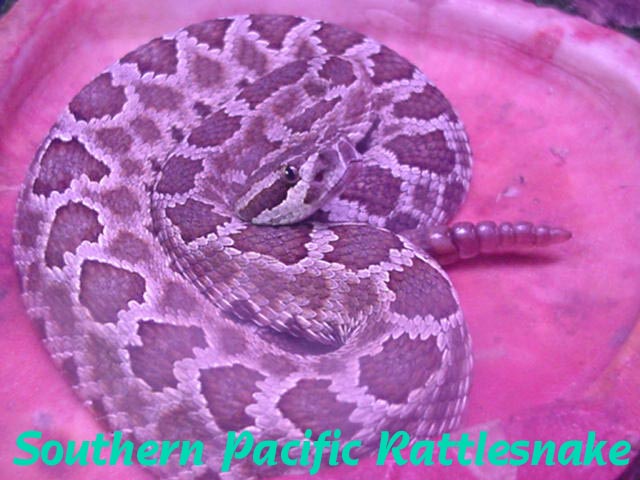 Crotalu viridis helleri